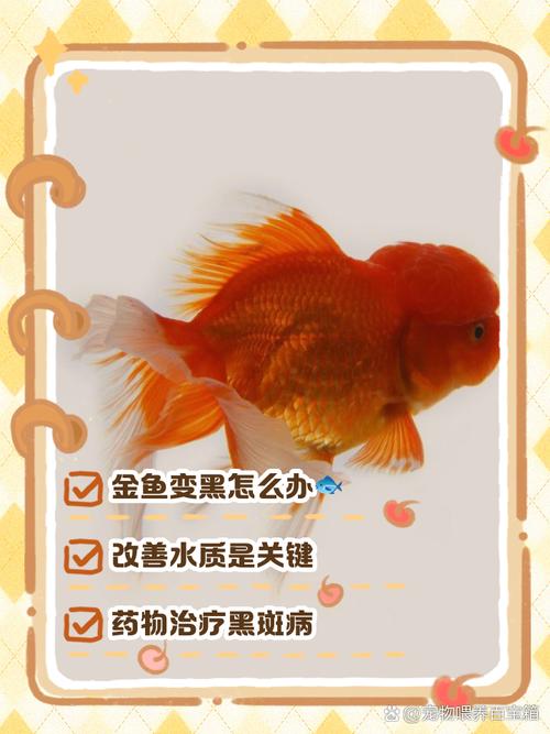 天气转冷，金鱼感冒隐患暴露！最有效的应对措施竟然是这个！  第1张