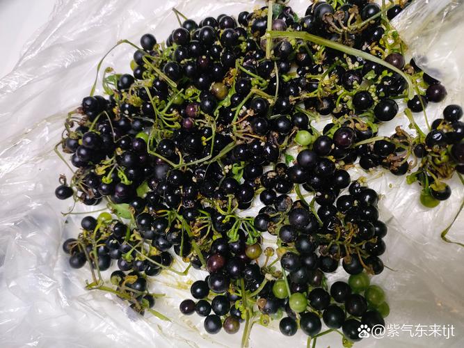 乐不思蜀（打中药名一）  第1张