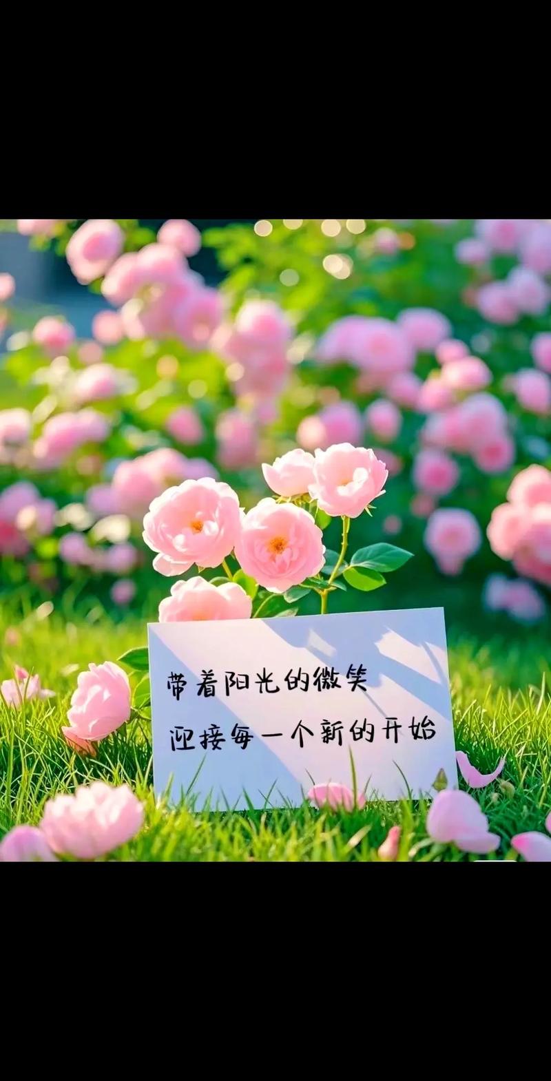 新的一天,带着阳光,愿你的心情明亮,勇敢面对一切。 第1张 新的一天,带着阳光,愿你的心情明亮,勇敢面对一切。 第1张