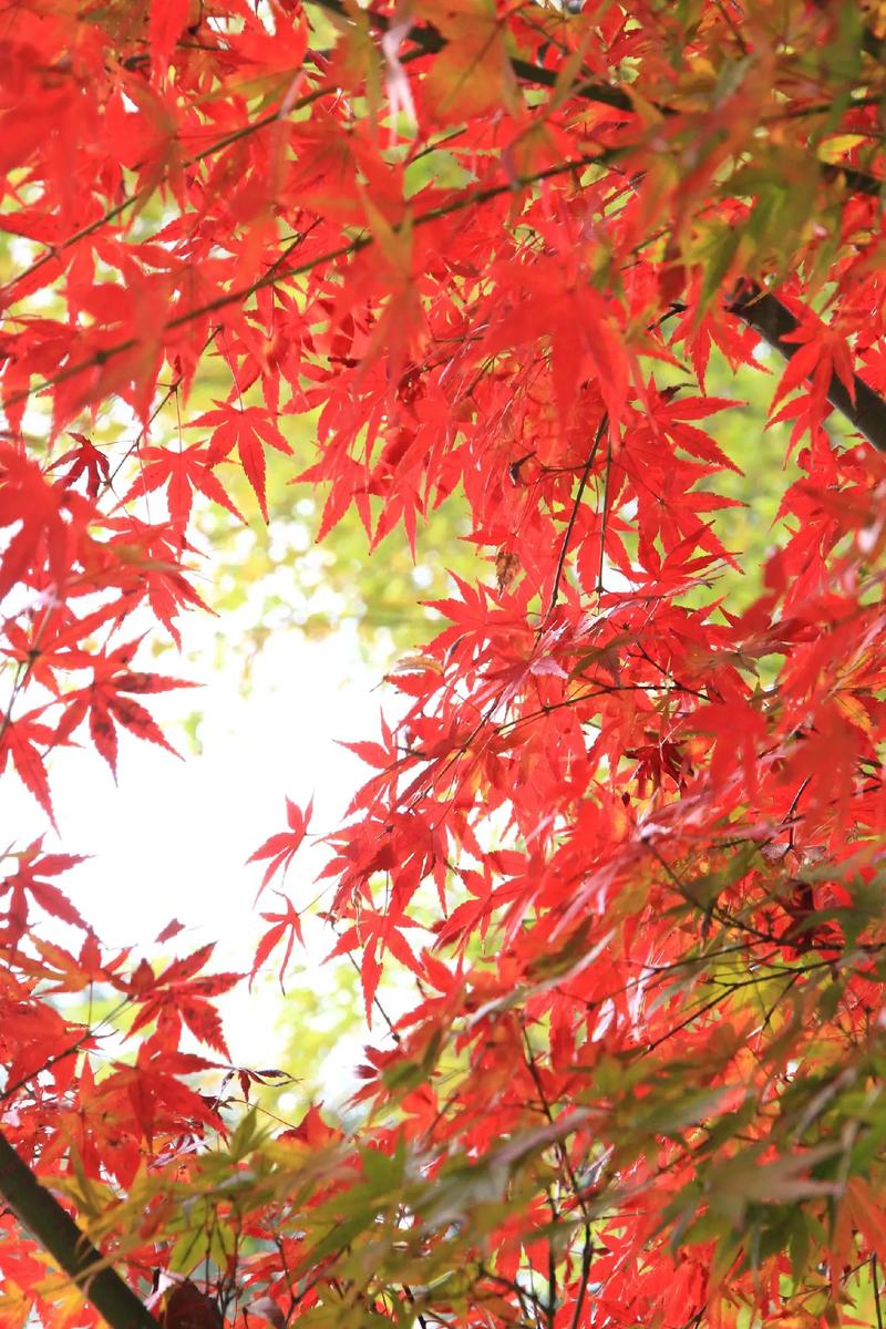 思念，在枫叶红的季节  第1张