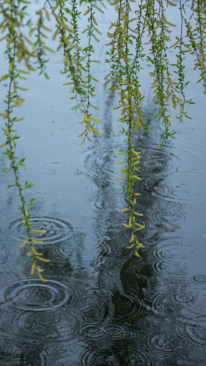 春雨飘散着伤情 第1张 春雨飘散着伤情 第1张