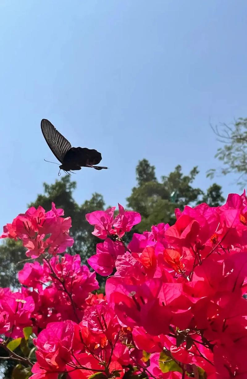 花开是美,花落是醉 第1张 花开是美,花落是醉 第1张
