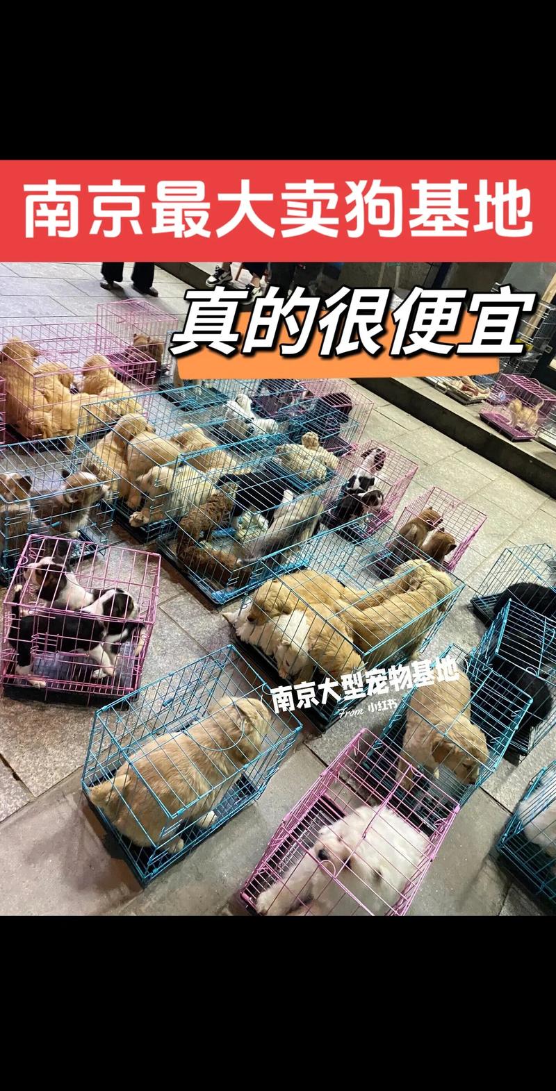 南京狗狗可以坐地铁吗(把宠物狗放在航空箱中可以带上南京地铁吗狗很乖一点都都不会叫) 第1张 南京狗狗可以坐地铁吗(把宠物狗放在航空箱中可以带上南京地铁吗狗很乖一点都都不会叫) 第1张