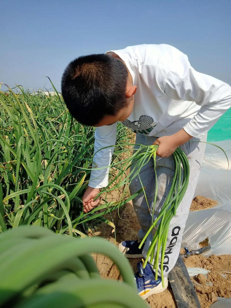 禾苗青青劳动忙 星星闪闪播希望——合肥师范附小劳动主题活动 第1张 禾苗青青劳动忙 星星闪闪播希望——合肥师范附小劳动主题活动 第1张
