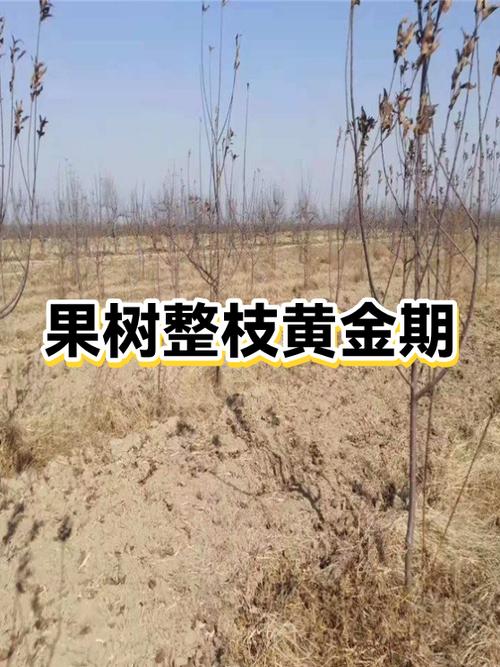 果树管理经典语录,太实用了,一目了然! 第1张 果树管理经典语录,太实用了,一目了然! 第1张