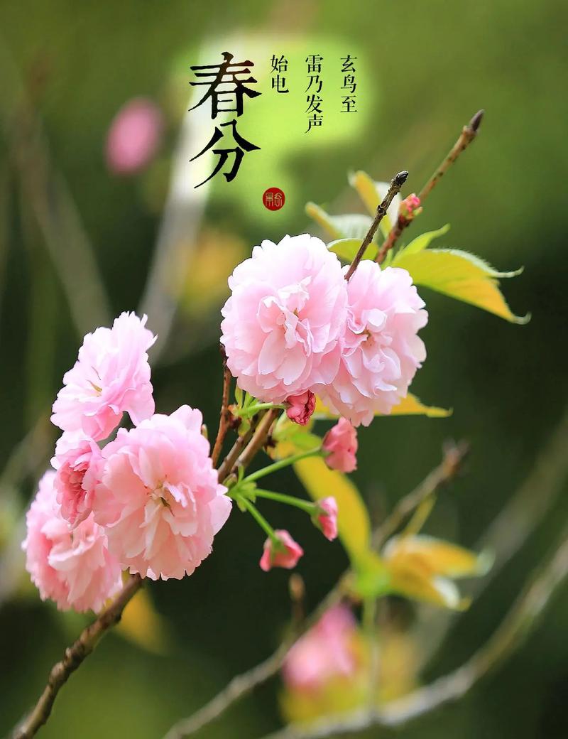 春分插花:轻风细雨,惜花天气,相次过春分 第1张 春分插花:轻风细雨,惜花天气,相次过春分 第1张