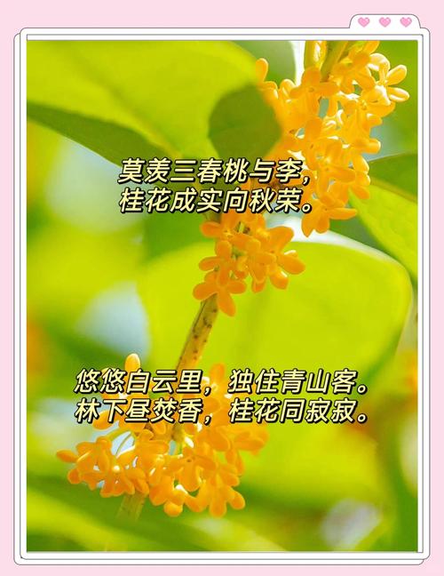 形容桂花香味、形态的优美诗句合集!桂花真的太香了 第1张 形容桂花香味、形态的优美诗句合集!桂花真的太香了 第1张