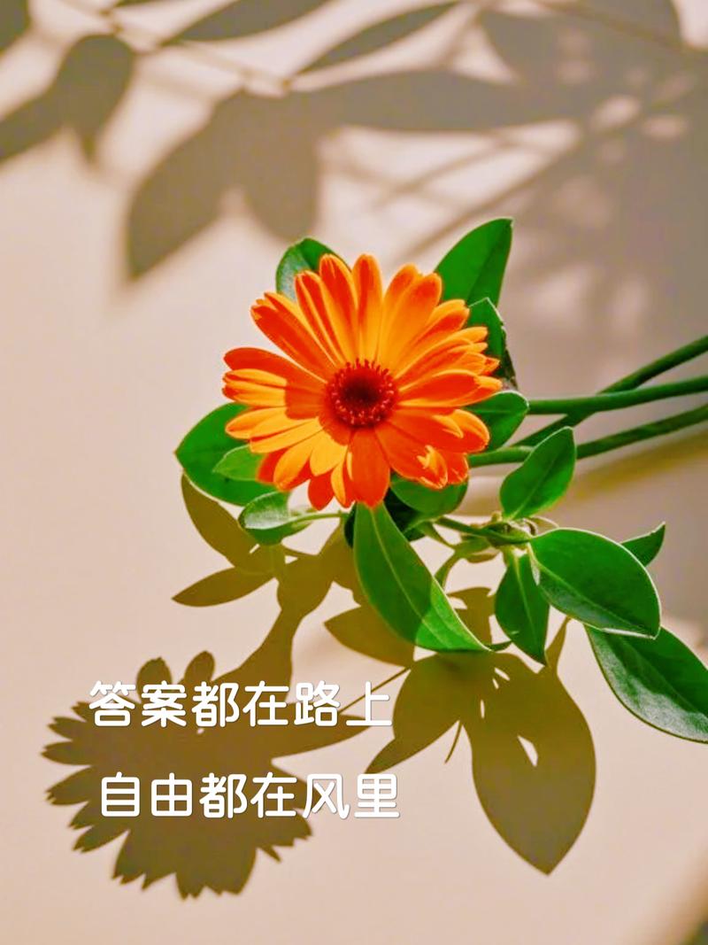 人生路上，心守一份安暖，笑看花开，静赏花落  第1张