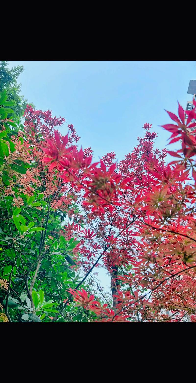 水晶帘动微风起，一架蔷薇满院香。读夏日诗词，邂逅旧日岁月静好  第1张