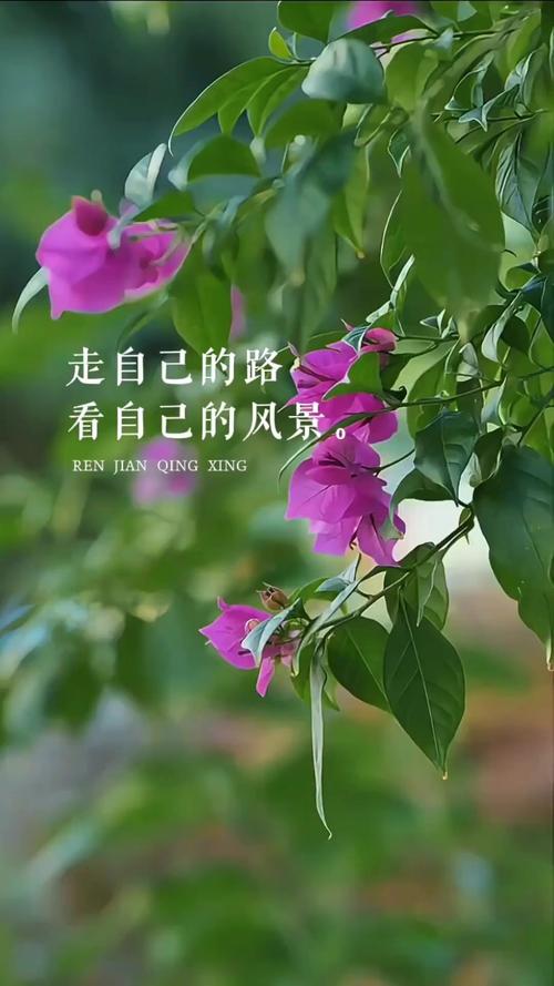 人生是一道亮丽的风景,快乐是一种优雅的心境,请好好照顾好自己 第1张 人生是一道亮丽的风景,快乐是一种优雅的心境,请好好照顾好自己 第1张