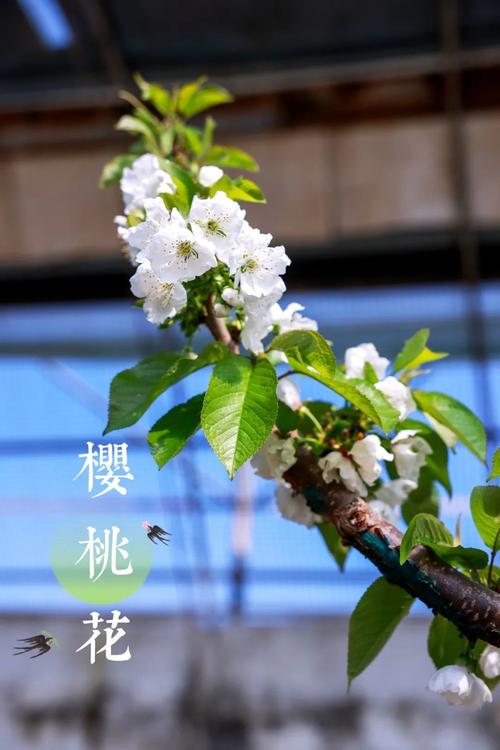 樱桃花开，如雪似霜，煞是好看！  第1张