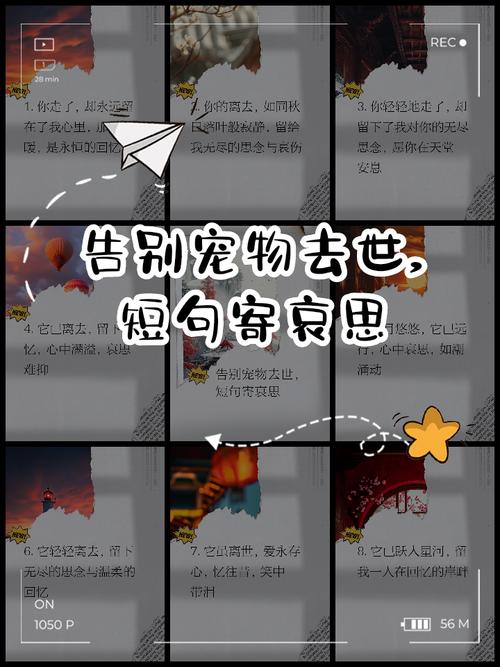 猫咪临终前，想跟你说的7句话，看完被它感动了  第1张
