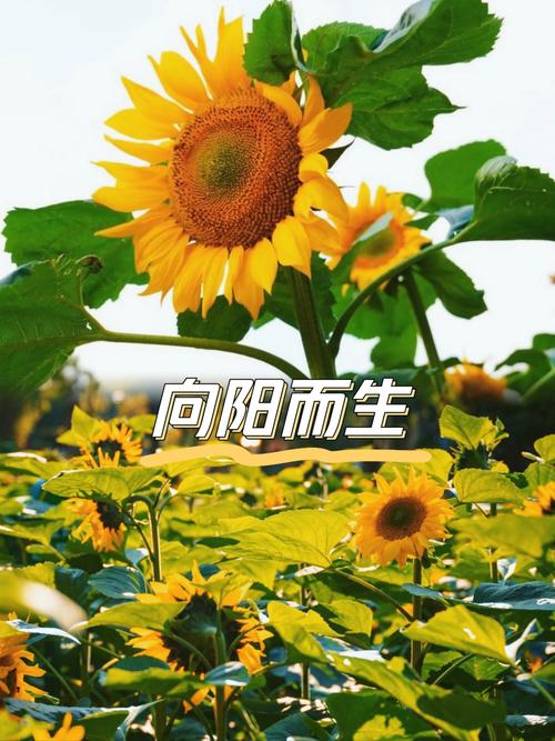 每朵花都有自己的春天,所以我们都要自信阳光地生活 第1张 每朵花都有自己的春天,所以我们都要自信阳光地生活 第1张