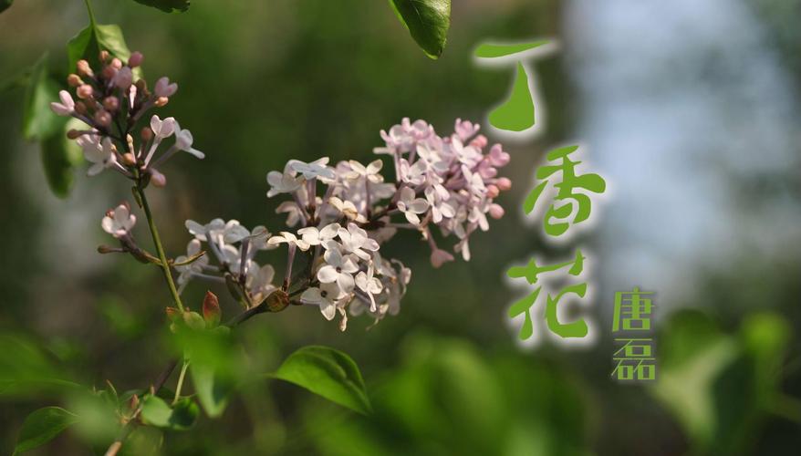唐磊《丁香花》故事：音乐、爱情和命运的深刻碰撞  第1张