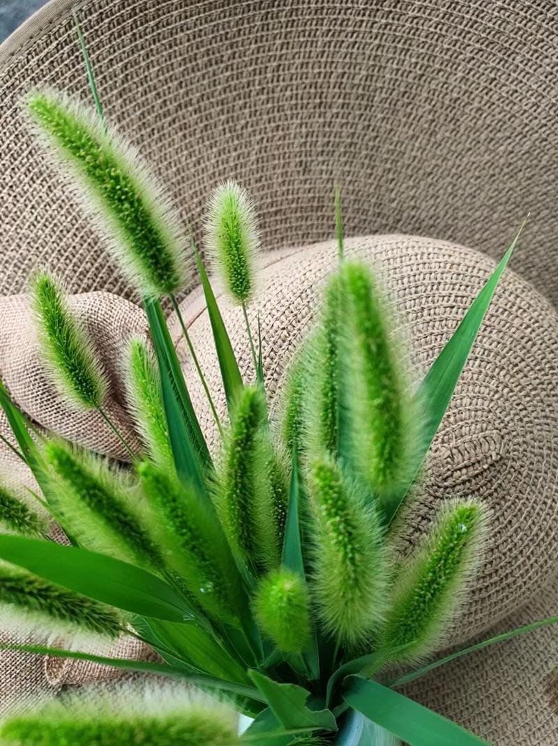 你就是一颗贱草 第1张 你就是一颗贱草 第1张