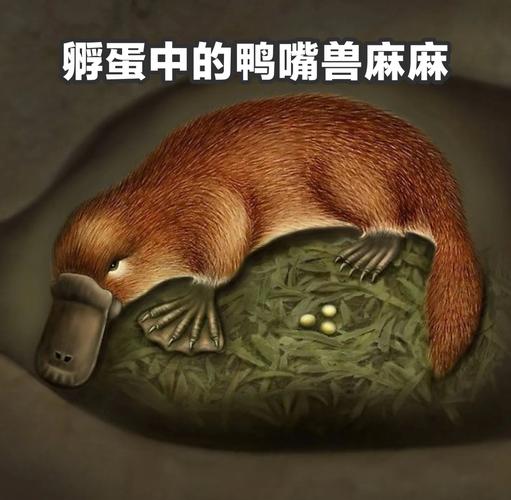 可可爱爱的动物们，没想到它们的嘴藏着这么多秘密  第1张