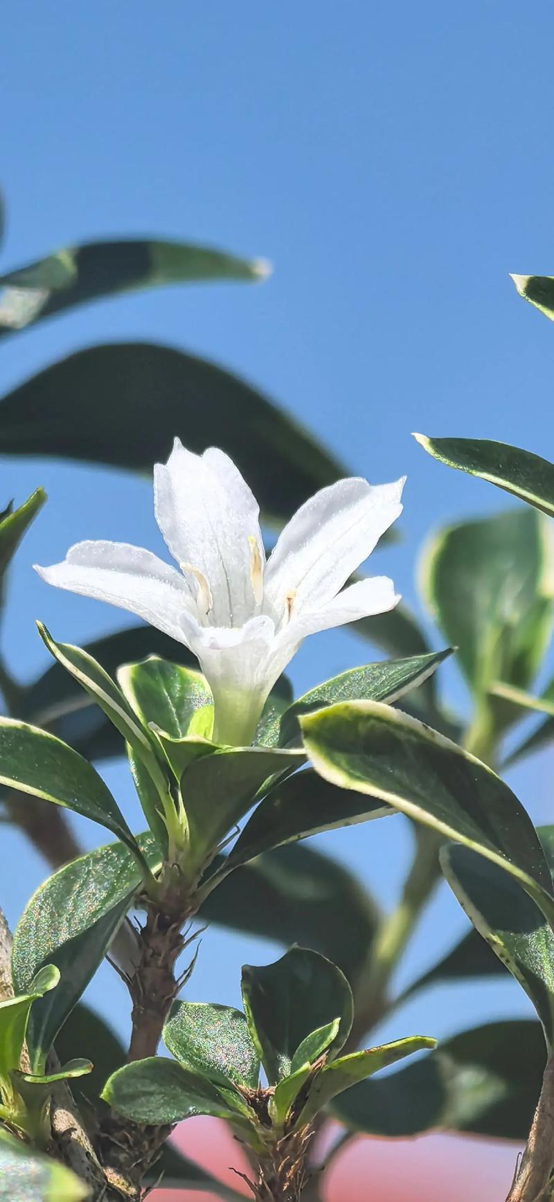 夏季的清新使者——六月雪 第1张 夏季的清新使者——六月雪 第1张