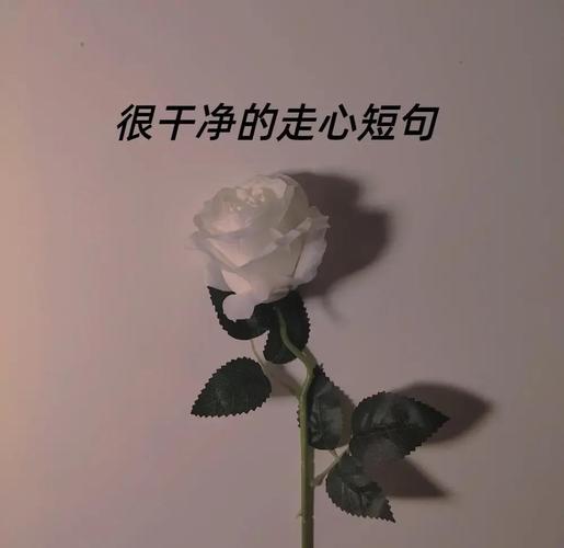 精湛走心的朋友圈说说,干净吸引人,独一无二 第1张 精湛走心的朋友圈说说,干净吸引人,独一无二 第1张