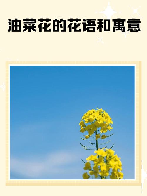 关于油菜花的一百条朋友圈优美伤感句子文案,句句经典! 第1张 关于油菜花的一百条朋友圈优美伤感句子文案,句句经典! 第1张