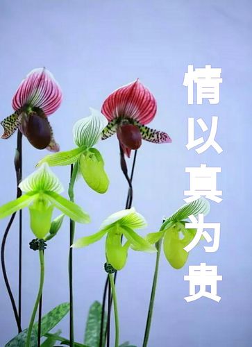世间何为贵 第1张 世间何为贵 第1张