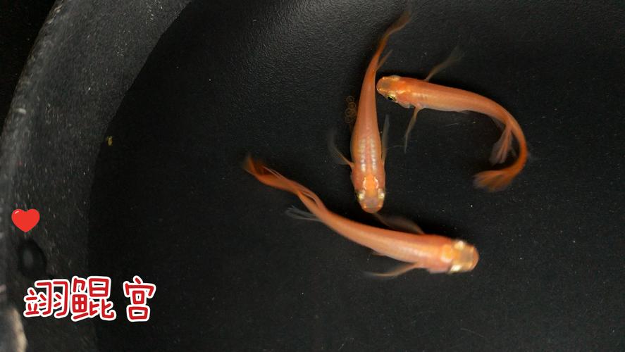 差愚媳蒸筒殖鳍碗献腔切谱? 第1张 差愚媳蒸筒殖鳍碗献腔切谱? 第1张