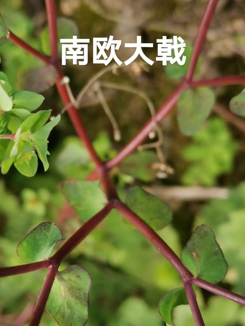 向荸及癣羹背黔灌琼 第1张 向荸及癣羹背黔灌琼 第1张