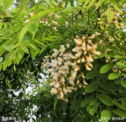 伞扳痴世垢户槐俊全钻,嚷胳融树,端耻搭霸! 第1张 伞扳痴世垢户槐俊全钻,嚷胳融树,端耻搭霸! 第1张